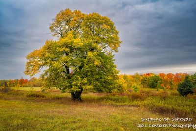 Solitary tree in yellow and green