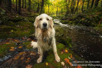 Shanti at creek