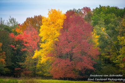 Brilliant Fall colors 