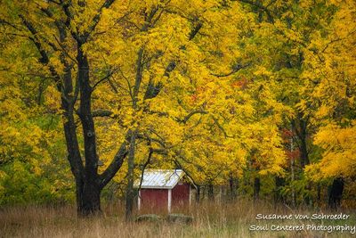 A little shed amongst yellow trees