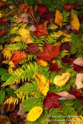 Autumn textures, leaves & ferns