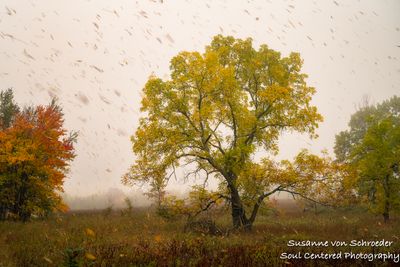 It is raining leaves