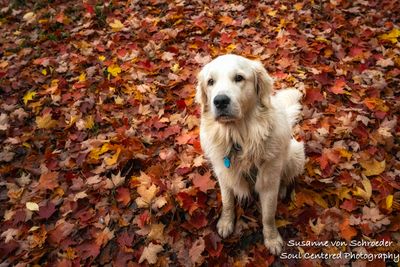 Shanti on a red carpet of leaves