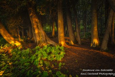 Cedar trees in morning light 1
