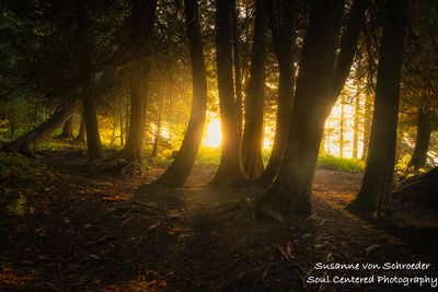 Cedar trees in morning light 2