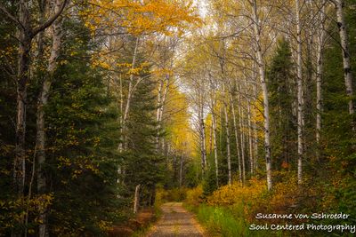 Out exploring in the north woods, Minnesota 1