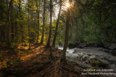 Path along the Cascade River, Hidden Falls 