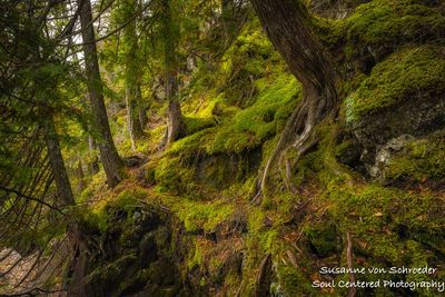 Mossy slope and tree roots, Cascade River