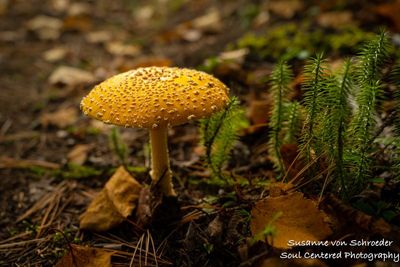 Mushroom with moss