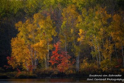 Late fall colors, Audie Lake 2