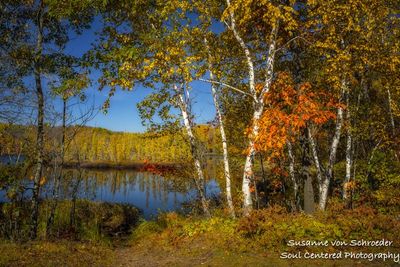 Late fall colors, birch trees, Audie Lake 