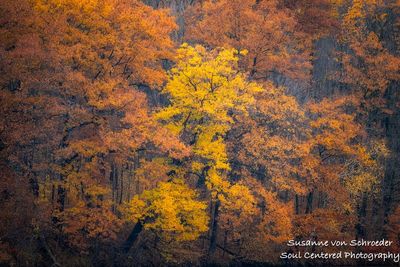 Oak trees, late fall