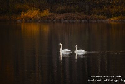 A pair of swans, Flambeau river