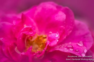 Pink rose with rain drops