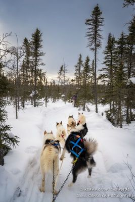On the trail with the dogs