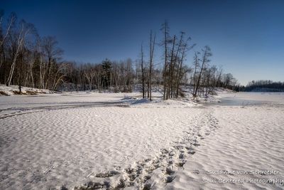 Beaver tracks in snow