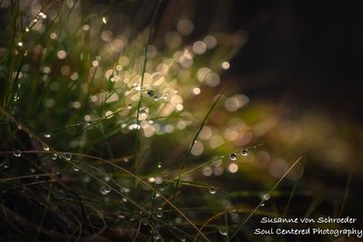 Tiny Dew drops 