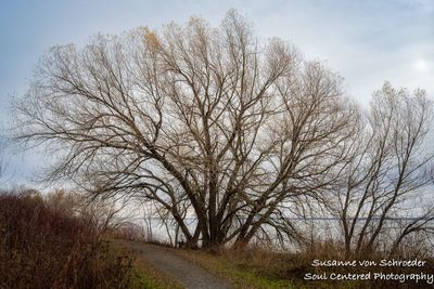 Big Willow tree, Washburn, WI 1