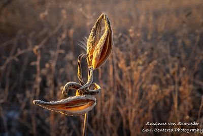 Milkweed seedpod 1