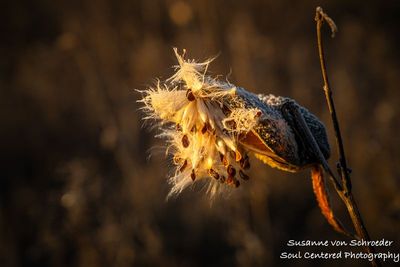 Milkweed seedpod 2