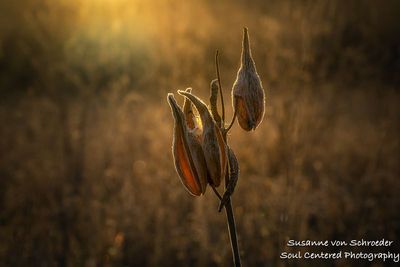 Milkweed seedpod 3