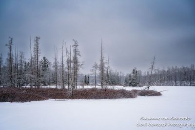 Early winter at Audie Lake 2
