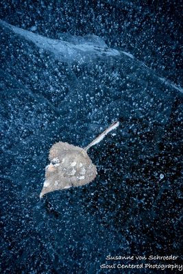 Blue ice with leaf