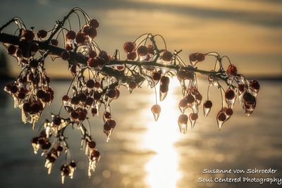 Ice covered crabapples