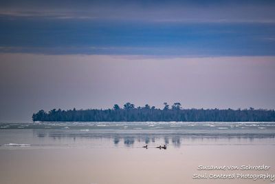 Serene Lake Superior with Mergansers 2