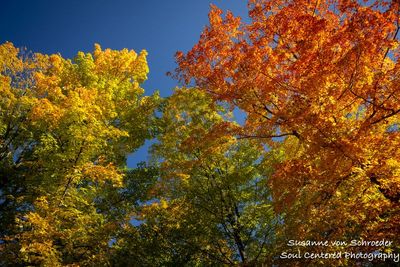 Orange, green, yellow