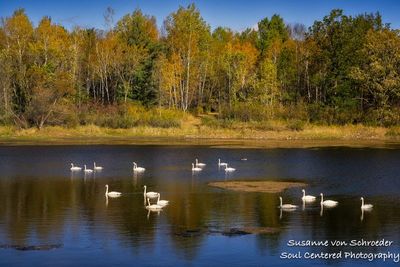 Large group of swans, near Birchwood, WI