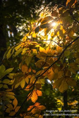 Sunlit fall leaves
