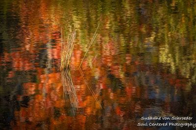 Fall color reflections