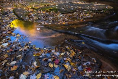 Leaves and water