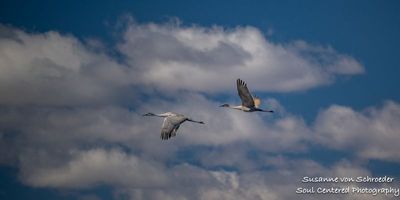 Early spring at Crex Meadows, cranes in flight 1