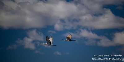 Early spring at Crex Meadows, cranes in flight 2