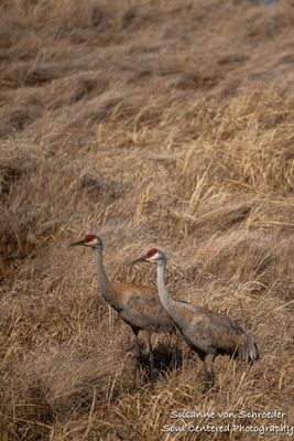 Early spring at Crex Meadows, Sandhill Cranes