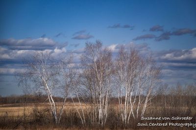 Early spring at Crex Meadows, birch trees 1