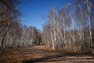 Early spring at Crex Meadows, birch trees 2