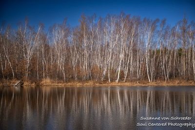 Early spring at Crex Meadows, birch trees 3