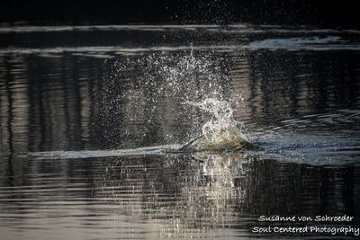 Beaver splash