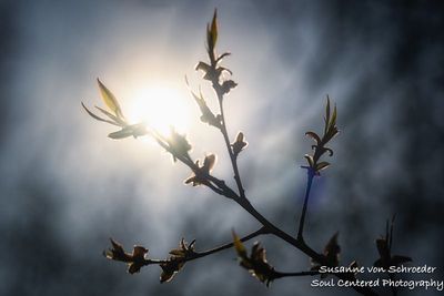 New growth in sunlight
