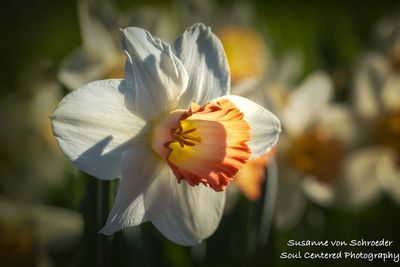 Daffodil, coral & white 1