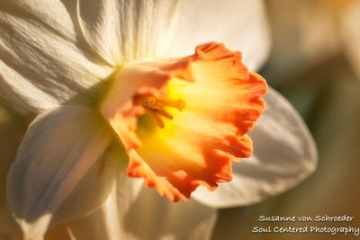 Daffodil, coral & white 2