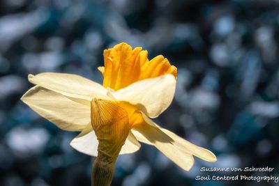Daffodil, coral & white 3