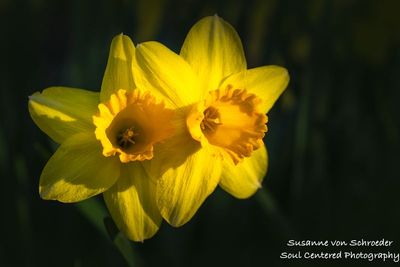 Daffodil, yellow