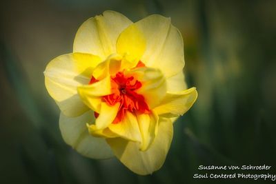 Daffodil, yellow & orange