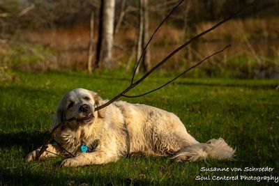Shanti loves his sticks