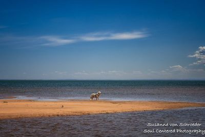 Shanti enjoying his freedom, Lake Superior