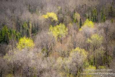First spring greens, Juniper Rock 1